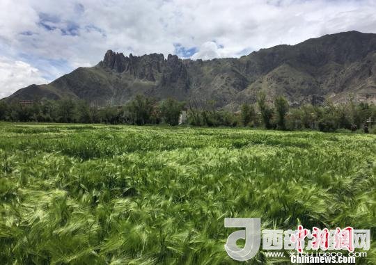 2017年西藏青稞總產(chǎn)量達(dá)到79萬噸，占糧食總產(chǎn)量的77%。圖為西藏青稞?！⊥跤窳?攝