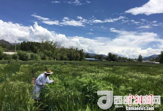 西藏與9家國家重點(diǎn)實驗室合力促青稞增產(chǎn)、牦牛育肥