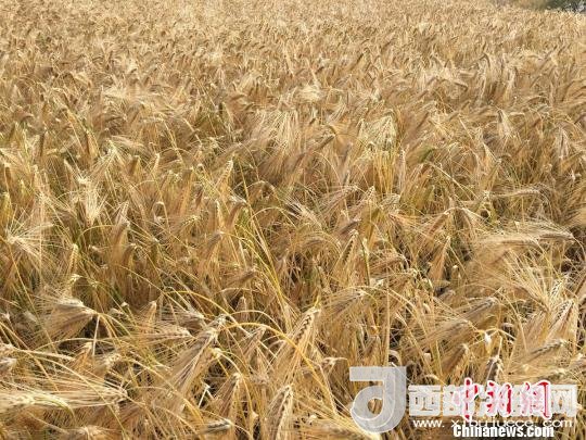 2017年西藏青稞種植面積達(dá)210多萬畝，占糧食播種面積的75%。圖為成熟期的青稞。　王玉林 攝
