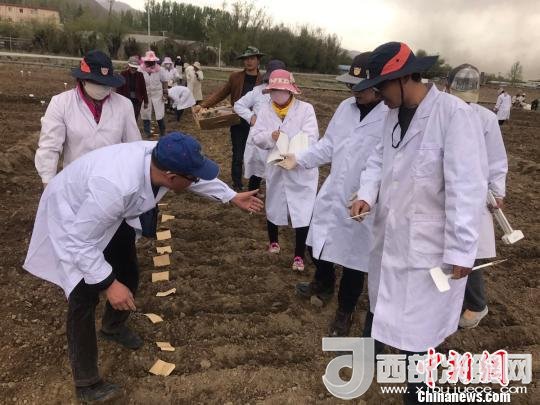 圖為研究員實地調(diào)研青稞生長土壤。　王玉林 攝
