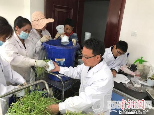 圖為研究員正在調(diào)查青稞感染白粉病情況?！⊥跤窳?攝