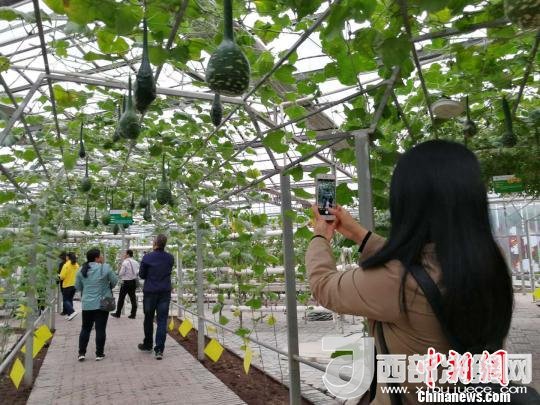 山西省郵政管理局積極推動“一市一品”農(nóng)特產(chǎn)品進城項目。 資料圖 楊杰英 攝