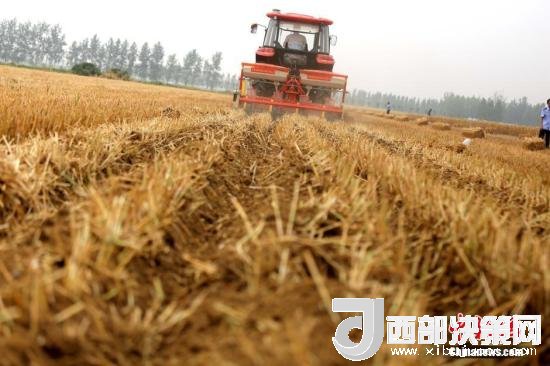 資料圖：收割機(jī)進(jìn)行機(jī)械化收割。<a target='_blank'  data-cke-saved- >中新社</a>記者 王中舉 攝