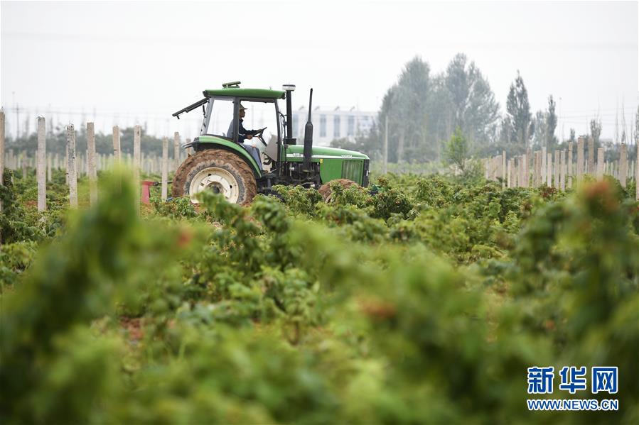 （壯麗70年·奮斗新時代——共和國發(fā)展成就巡禮·圖文互動）（10）生態(tài)美、百姓富——品讀嶄新“寧夏畫卷”