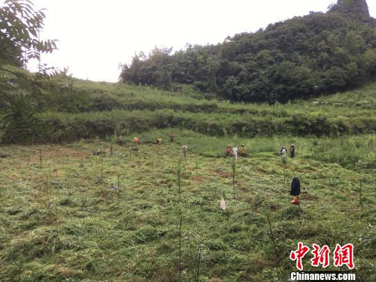 貴州同威生物科技有限公司天麻種植基地?！≈軏?攝