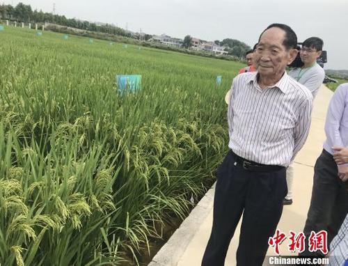 資料圖：袁隆平正在田間察看水稻生長情況。 唐小晴 攝