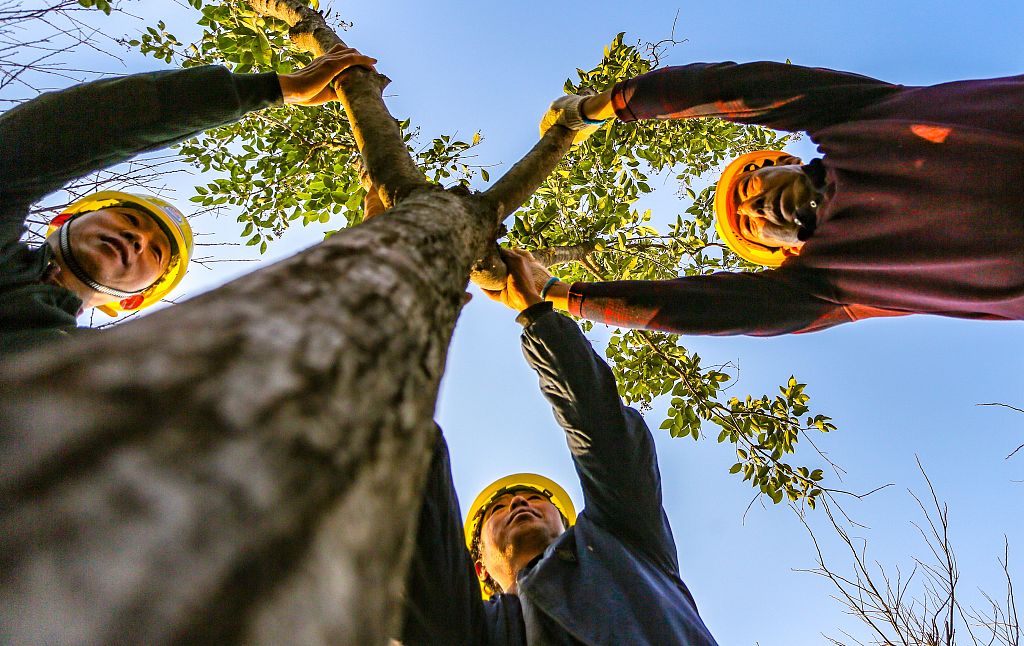 2021年11月26日，河北邯鄲，園林工人正在城東植樹。
